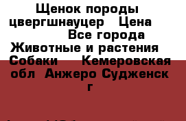 Щенок породы  цвергшнауцер › Цена ­ 30 000 - Все города Животные и растения » Собаки   . Кемеровская обл.,Анжеро-Судженск г.